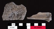 Animal artefact recovered from Beacon Island Land Site