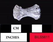Animal artefact recovered from Beacon Island Land Site