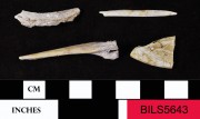 Animal artefact recovered from Beacon Island Land Site