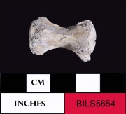 Human artefact recovered from Beacon Island Land Site
