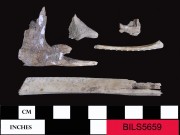 Animal artefact recovered from Beacon Island Land Site