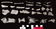 Animal artefact recovered from Beacon Island Land Site