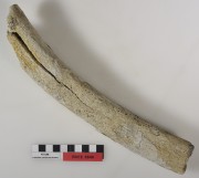 Animal artefact recovered from Bunbury Excavation East