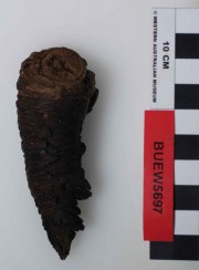 Ship's timber artefact recovered from Bunbury Excavation West