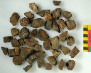 Tools artefact recovered from Cervantes