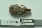 Animal artefact recovered from Vergulde Draeck (Gilt Dragon)