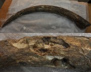 Animal artefact recovered from Vergulde Draeck (Gilt Dragon)