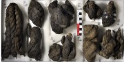 Rope/leather/etc. artefact recovered from Vergulde Draeck (Gilt Dragon)