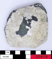 Glass artefact recovered from Vergulde Draeck (Gilt Dragon)