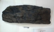 Ship's timber artefact recovered from Vergulde Draeck (Gilt Dragon)
