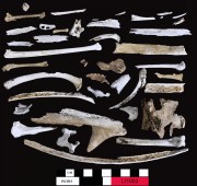 Animal artefact recovered from Long Island