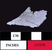 Animal artefact recovered from Long Island