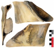 Animal artefact recovered from Long Jetty site, Fremantle