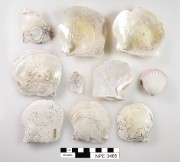 Marine artefact recovered from Notch Point East