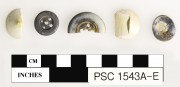 Animal artefact recovered from Perseverant Camp 1841