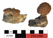 Concretions artefact recovered from Perseverant Camp 1841