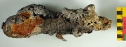 Concretions artefact recovered from Lively Rowley Shoals