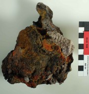 Concretions artefact recovered from Lively Rowley Shoals
