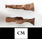 Copper/brass artefact recovered from Lively Rowley Shoals