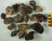 Concretions artefact recovered from Lively Rowley Shoals