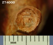 Clay pipes artefact recovered from Zuiddorp (Zuytdorp)