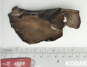 Copper/brass artefact recovered from Zuiddorp (Zuytdorp)