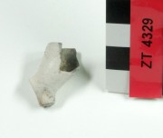 Clay pipes artefact recovered from Zuiddorp (Zuytdorp)