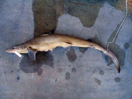 Washing the shark Hemigaleus Mircostroma