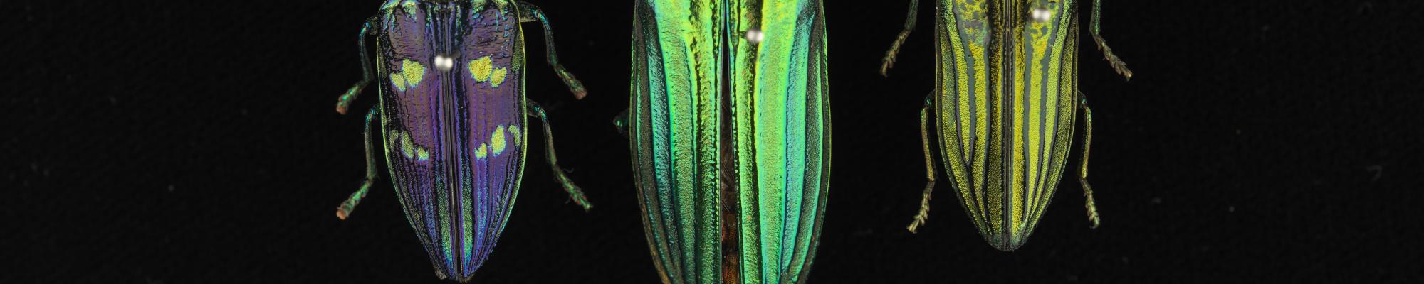 5 shining green beetles pinned to a board