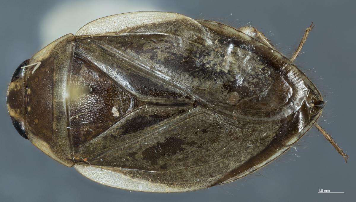 belostomatidae larvae