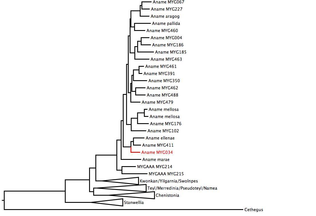 Phylogenetic tree of Nemesiidae showing <i>Aname</i> MYG034 in red. The tree was built using multiple gene regions, and RaxML. phylogenetic tree
