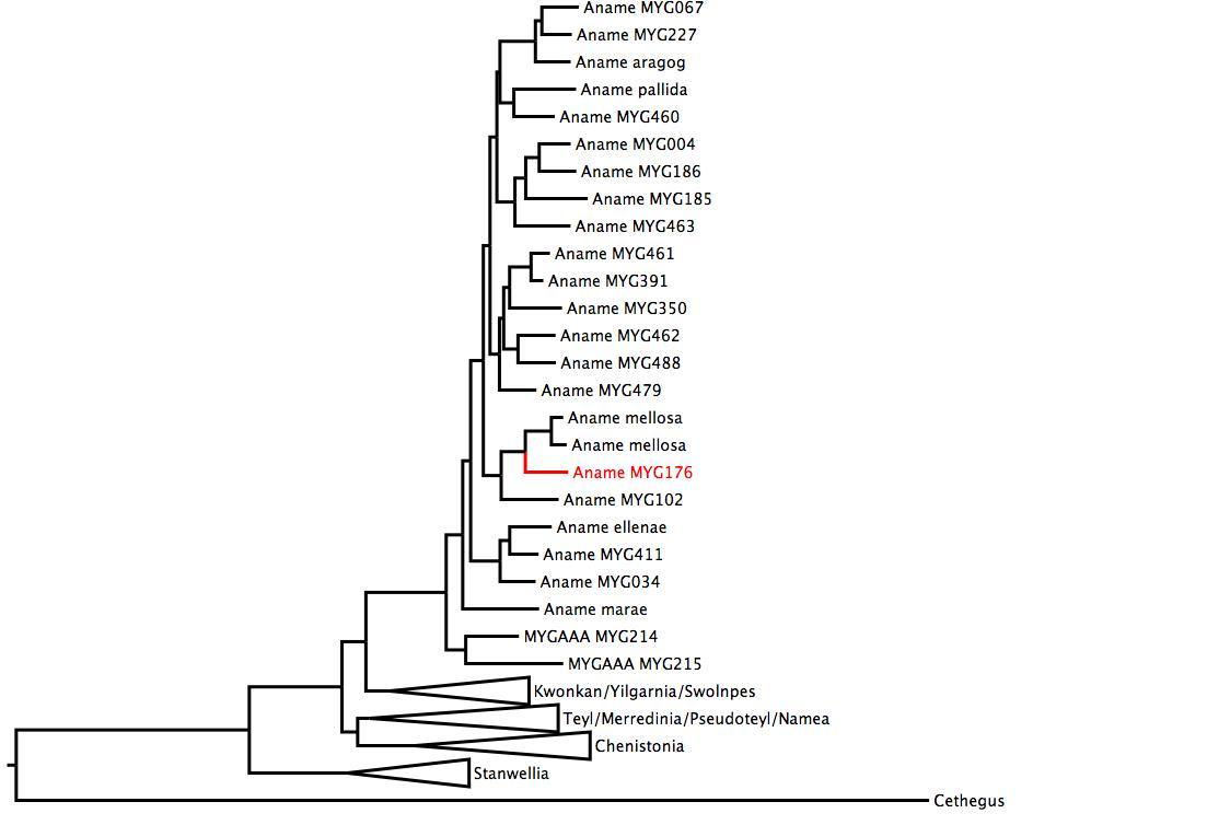 Phylogenetic tree of Nemesiidae showing <i>Aname</i> MYG176 in red. The tree was built using multiple gene regions, and RaxML. phylogenetic tree