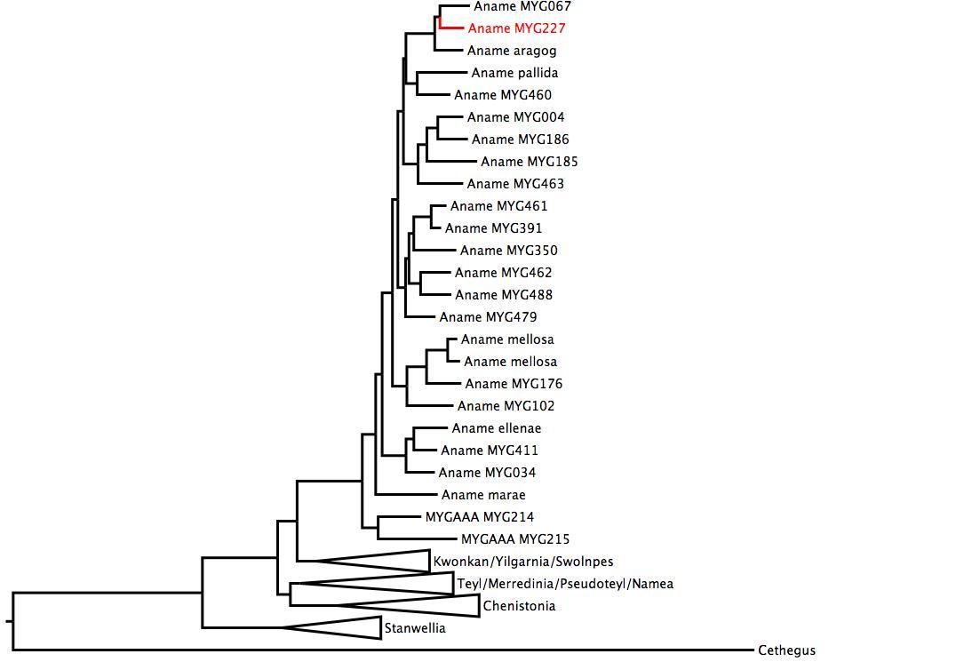 Phylogenetic tree of Nemesiidae showing <i>Aname</i> MYG227 in red. The tree was built using multiple gene regions, and RaxML. phylogenetic tree