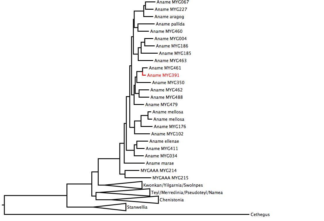 Phylogenetic tree of Nemesiidae showing <i>Aname</i> MYG391 in red. The tree was built using multiple gene regions, and RaxML. phylogenetic tree