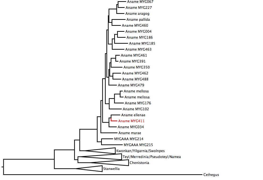 Phylogenetic tree of Nemesiidae showing <i>Aname</i> MYG411 in red. The tree was built using multiple gene regions, and RaxML. phylogenetic tree