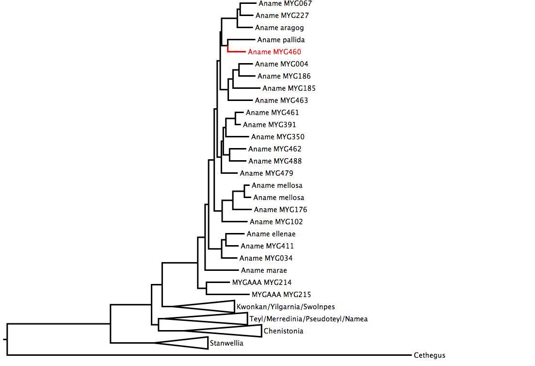 Phylogenetic tree of Nemesiidae showing <i>Aname</i> MYG460 in red. The tree was built using multiple gene regions, and RaxML. phylogenetic tree