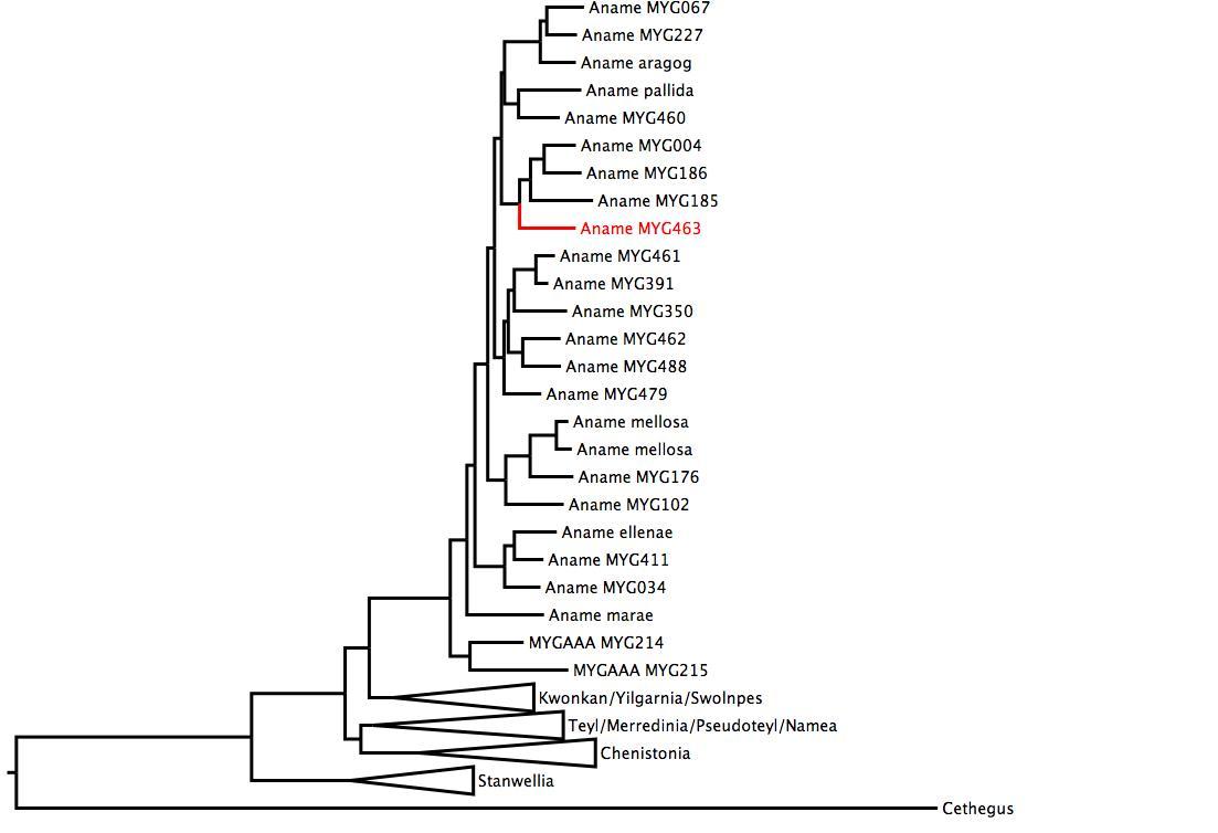 Phylogenetic tree of Nemesiidae showing <i>Aname</i> MYG463 in red. The tree was built using multiple gene regions, and RaxML. phylogenetic tree