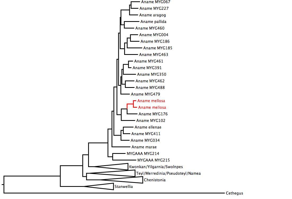 Phylogenetic tree of Nemesiidae showing <i>Aname mellosa</i> in red. The tree was built using multiple gene regions, and RaxML. phylogenetic tree