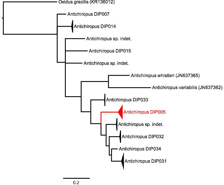 Phylogenetic tree of <i>Antichiropus</i>, showing DIP005 in red. The tree was built using the CO1 gene region, and Bayesian Inference. Phylogenetic tree