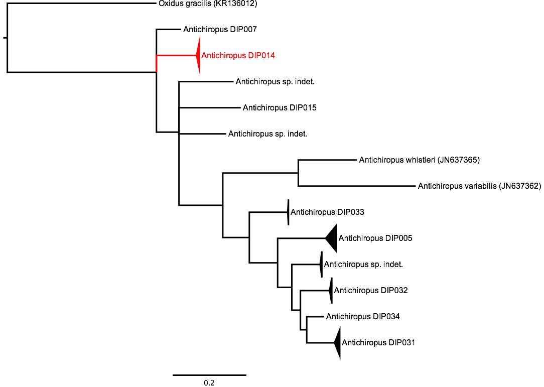 Phylogenetic tree of <i>Antichiropus</i>, showing DIP014 in red. The tree was built using the CO1 gene region, and Bayesian Inference. Phylogenetic tree