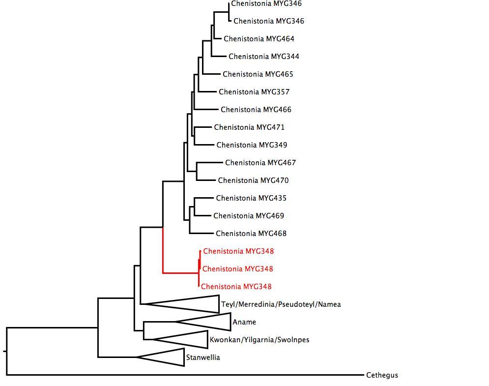 Phylogenetic tree of Nemesiidae showing <i>Chenistonia</i> MYG348 in red. The tree was built using multiple gene regions, and RaxML. phylogenetic tree