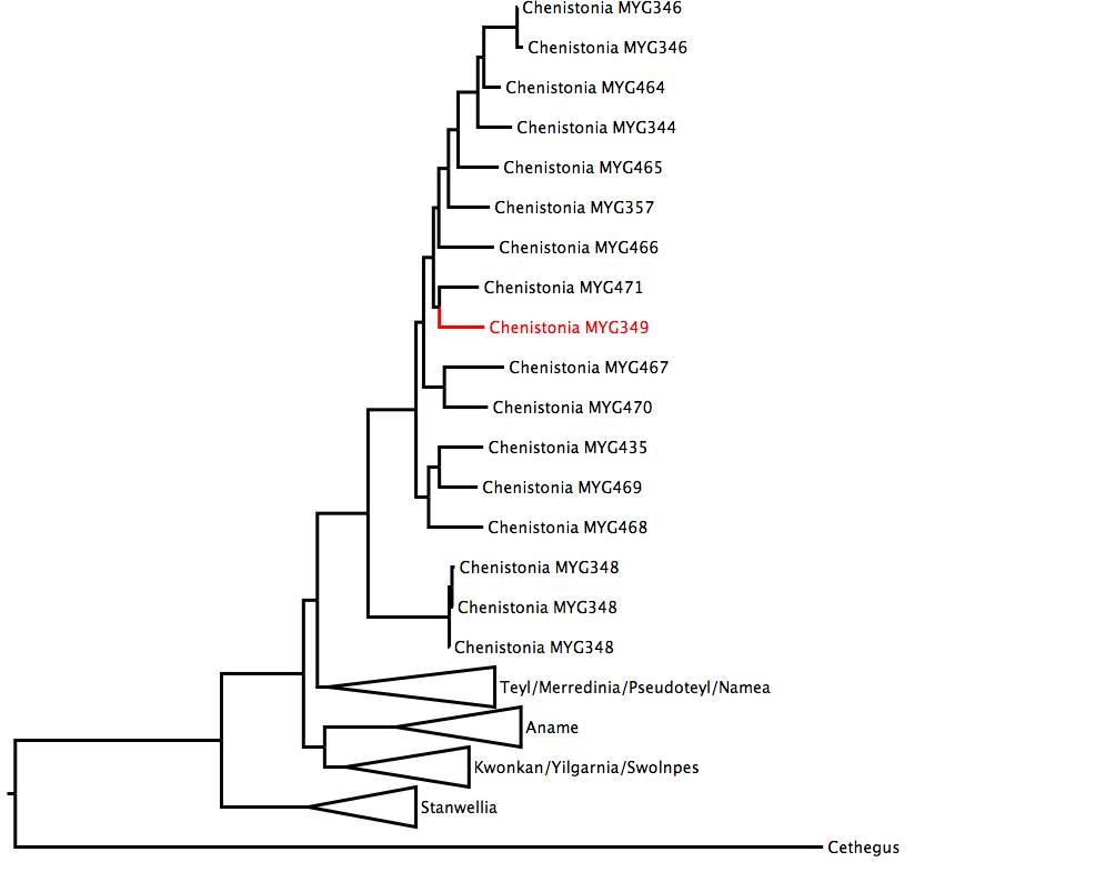 Phylogenetic tree of Nemesiidae showing <i>Chenistonia</i> MYG349 in red. The tree was built using multiple gene regions, and RaxML. phylogenetic tree