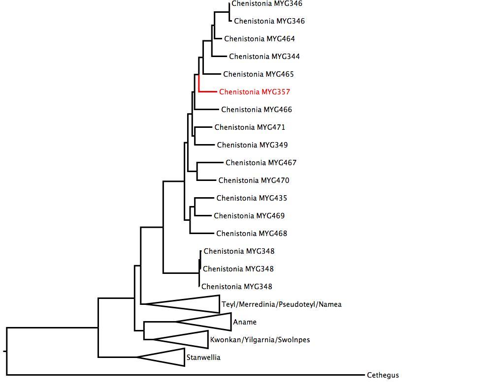 Phylogenetic tree of Nemesiidae showing <i>Chenistonia</i> MYG357 in red. The tree was built using multiple gene regions, and RaxML. phylogenetic tree