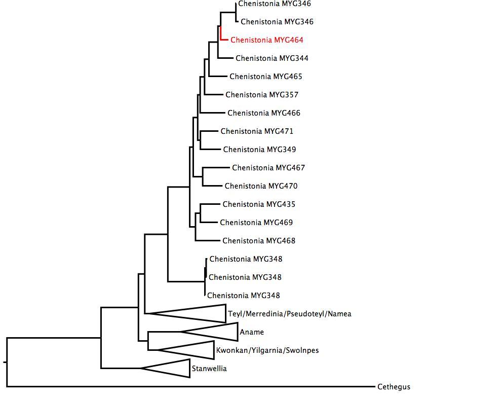 Phylogenetic tree of Nemesiidae showing <i>Chenistonia</i> MYG464 in red. The tree was built using multiple gene regions, and RaxML. phylogenetic tree