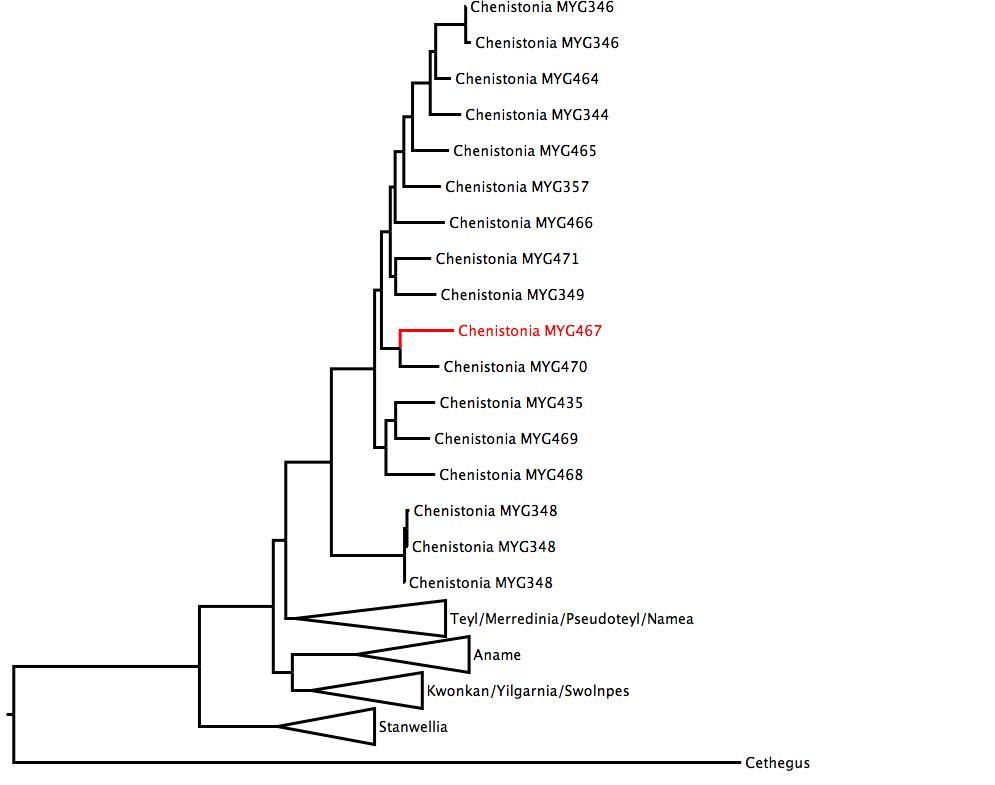 Phylogenetic tree of Nemesiidae showing <i>Chenistonia</i> MYG467 in red. The tree was built using multiple gene regions, and RaxML. phylogenetic tree