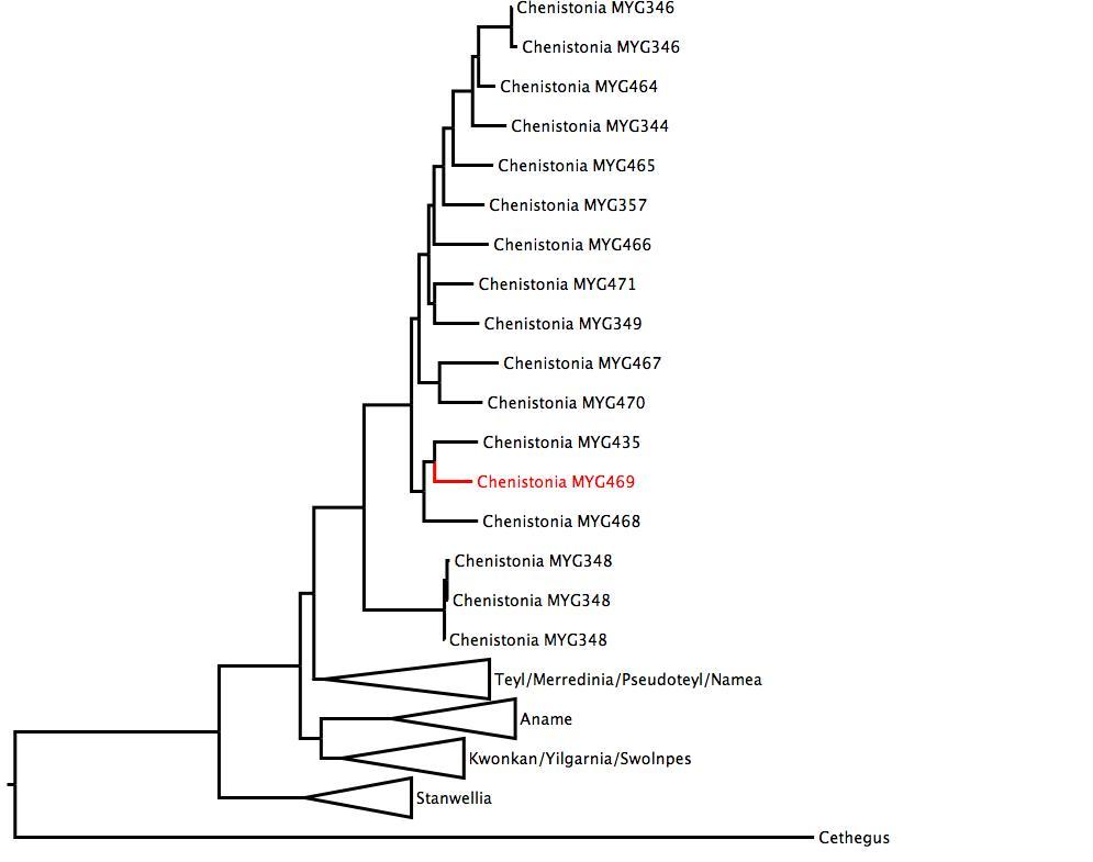 Phylogenetic tree of Nemesiidae showing <i>Chenistonia</i> MYG469 in red. The tree was built using multiple gene regions, and RaxML. phylogenetic tree