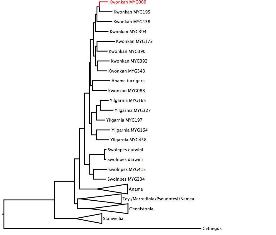 Phylogenetic tree of Nemesiidae showing <i>Kwonkan</i> MYG006 in red. The tree was built using multiple gene regions, and RaxML. phylogenetic tree