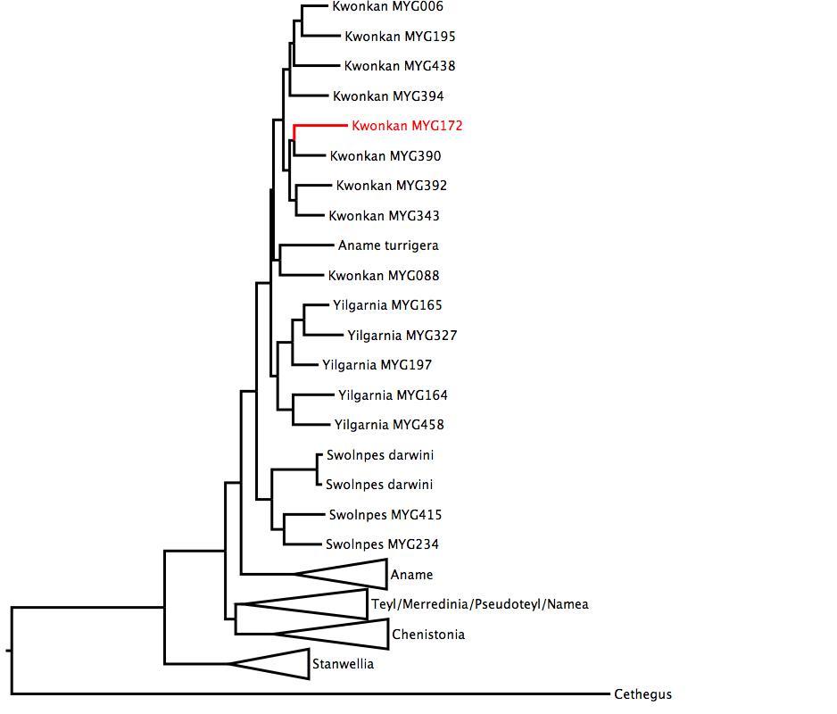 Phylogenetic tree of Nemesiidae showing <i>Kwonkan</i> MYG172 in red. The tree was built using multiple gene regions, and RaxML. phylogenetic tree