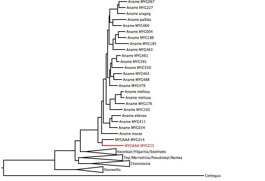 Phylogenetic tree of Nemesiidae showing MYGAAA MYG215 in red. The tree was built using multiple gene regions, and RaxML. phylogenetic tree