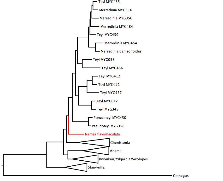 Phylogenetic tree of Nemesiidae showing <i>Namea flavomaculata</i> in red. The tree was built using multiple gene regions, and RaxML. phylogenetic tree